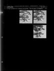 Geese Killed by Dr. Minges and Dr. Aycock (3 Negatives) (November 15, 1962) [Sleeve 37, Folder e, Box 28]
